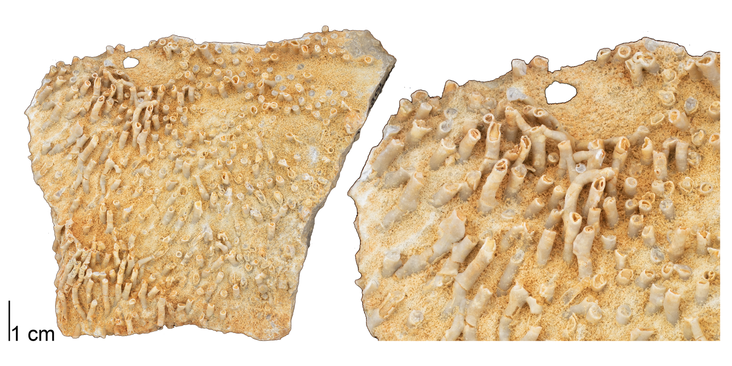 Fossil tabulate coral Syringopora hisingeri from the Devonian of Logan County, Ohio