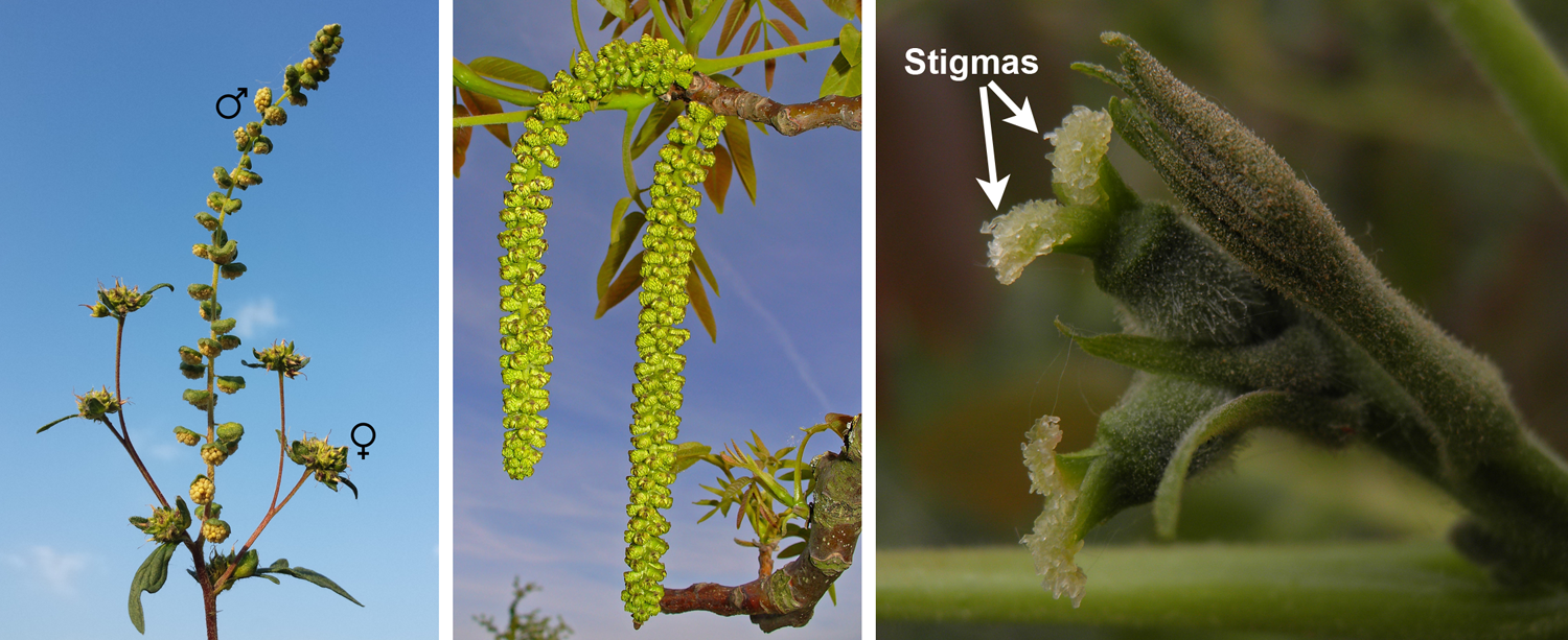 3-panel figure of wind-pollinated flowers, left to right: Ragweed, English walnut staminate flowers, English walnut pistillate flowers.