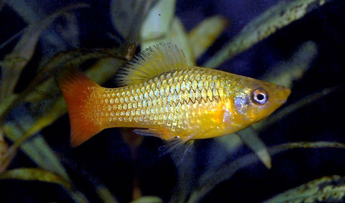 A male of the variatus platy (Xiphophorus variatus), which lacks a sword tail.