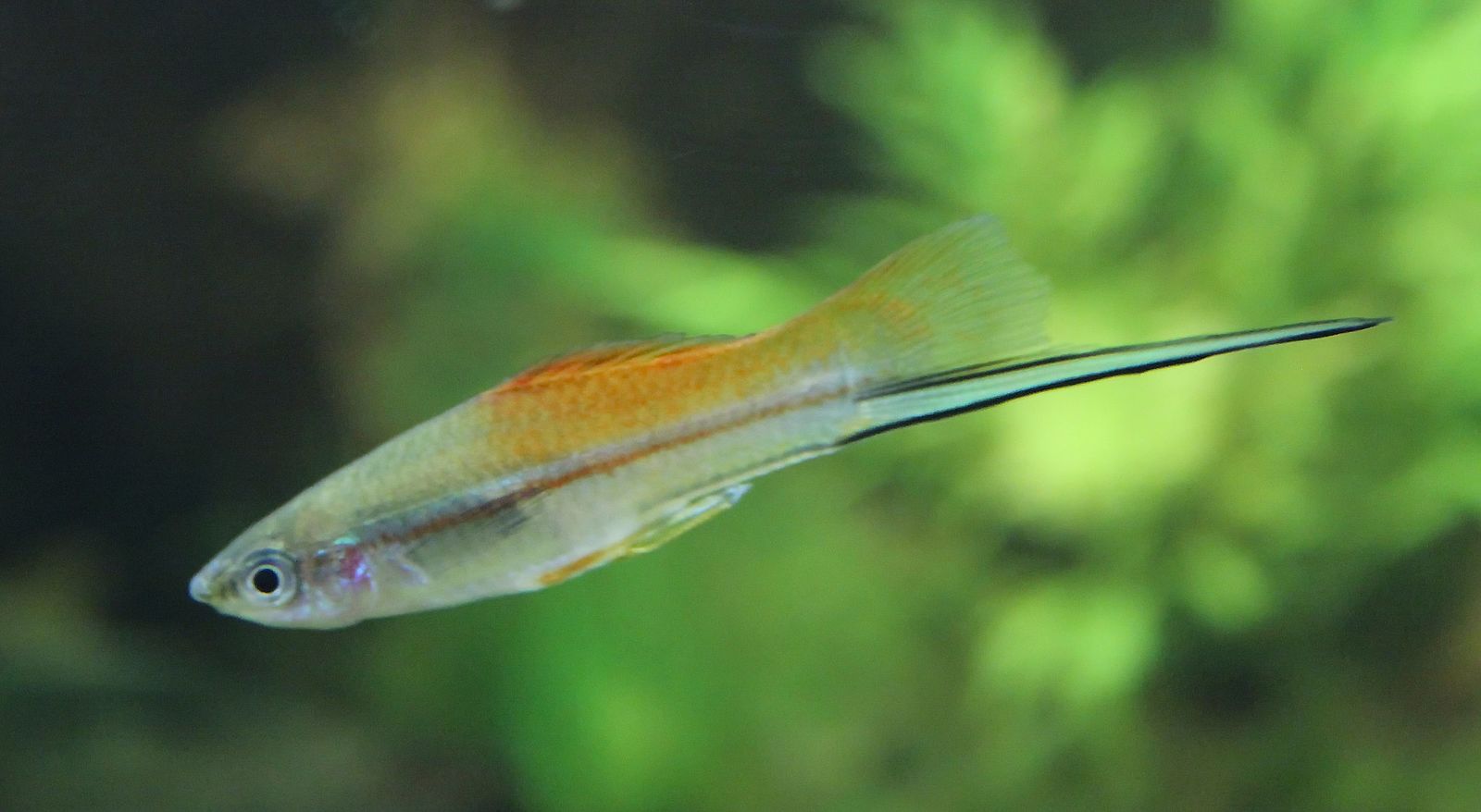 The green swordtail, Xiphophorus helleri. 