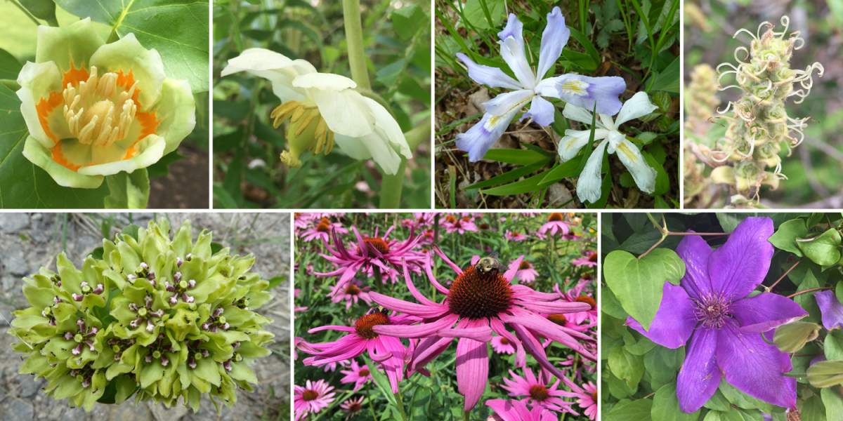 Angiosperms. Top row: tulip poplar, mayapple, dwarf lake iris, and winter hazel. Bottom row: green milkweed, echinacea, and clematis.