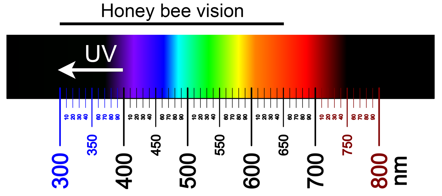 Color spectrum showing the range of honey bee color vision, about 300-650 nm (UV to orange-red).