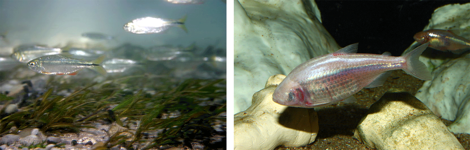 Two photographs of the Mexican tetra, Astyanax mexicanus. Left shows surface populations with eyes. Right shows a blind member of a cave population.