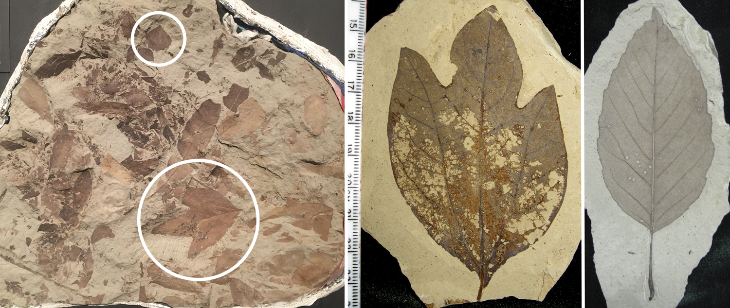 3-Panel figure. Panel 1: A slab of Cretaceous leaves. Panel 2. An Eocene sassafras leaf. Panel 3. An Eocene alder leaf.