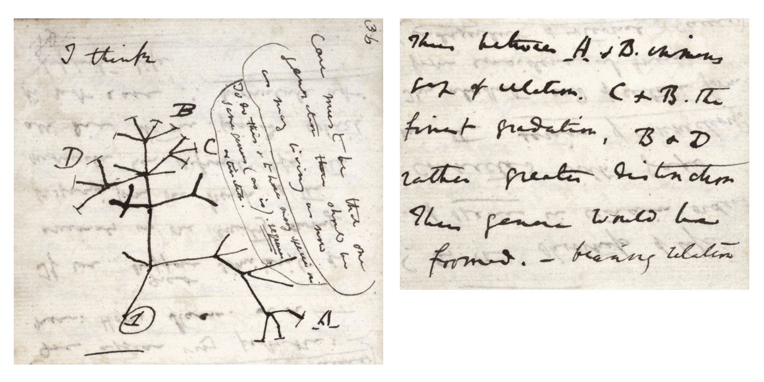 Darwin's famous 1837 notebook sketch of an evolutionary tree, labeled "I think."