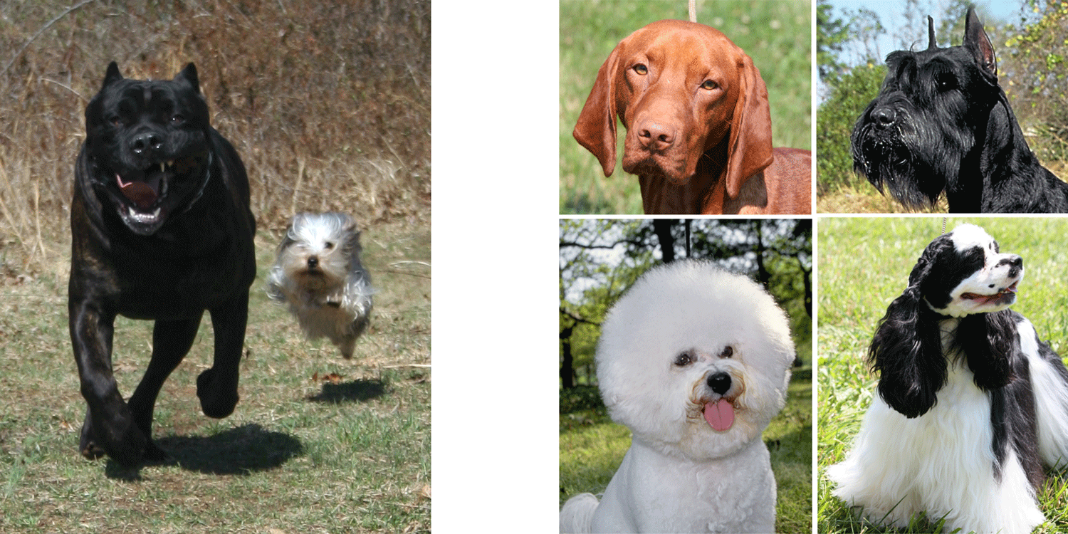 Photographs illustration variation in the adult sizes and coats of domestic dogs.