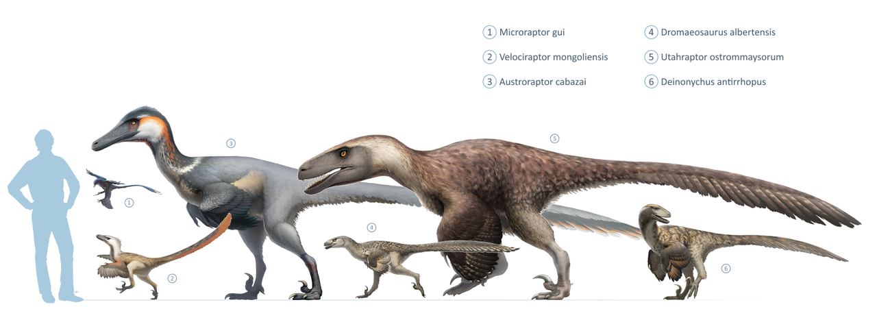 Drawings of six different kinds of dromaeosaurs, with a silhouette of a human for scale.