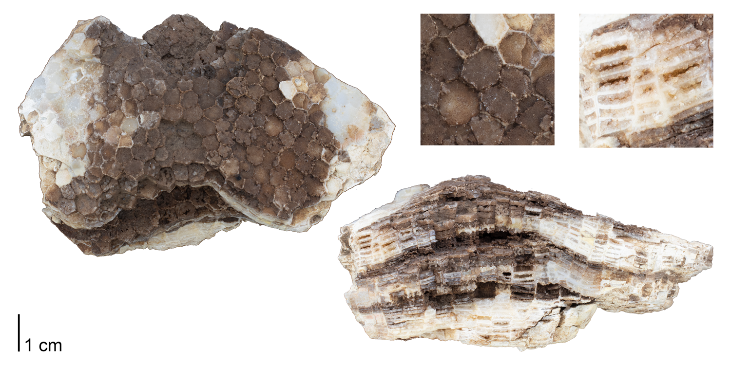 Favosites favosus from the Silurian of Delaware County, Iowa. Specimen is from the collections of the Paleontological Research Institution.