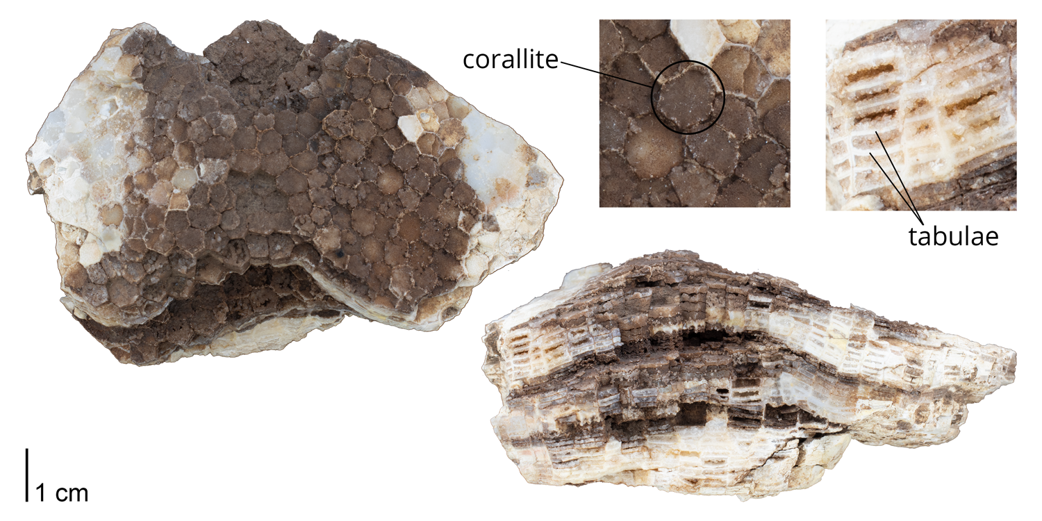 Corallites and tabulae identified on a specimen of Favosites favosus. Specimen is from the collections of the Paleontological Research Institution, Ithaca, New York.