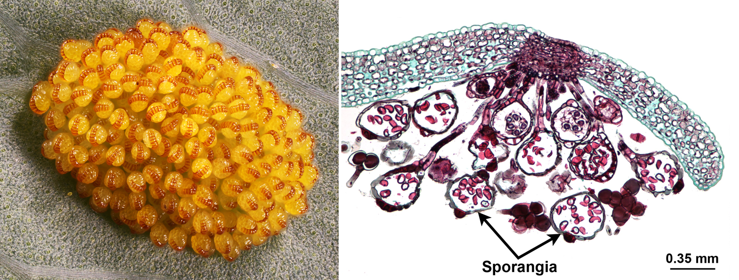 2-Panel figure. Panel 1: Cluster of fern sporangia. Panel 2: Section through a cluster of fern sporangia.