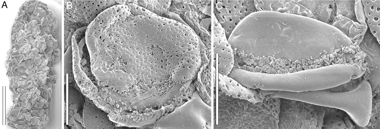 3-Panel figure showing a possible coprolite made up of pollen grains, and details of two pollen grains from the coprolite.