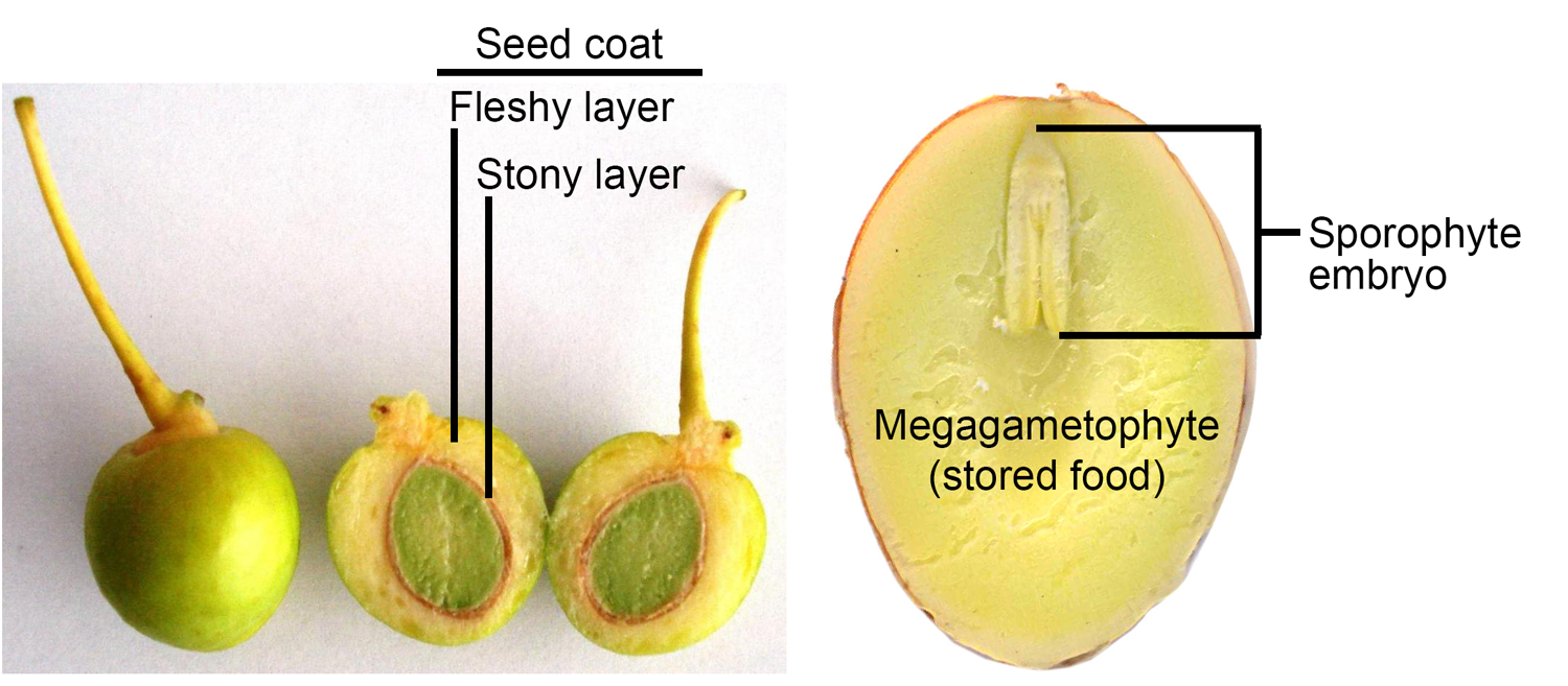 2-Panel figure of dissected ginkgo seeds. Panel 1: Seed cut lengthwise to show seed coat layers. Panel 2: Seed with seed coat removed, cut lengthwise to show sporophyte embryo and megagametophyte.