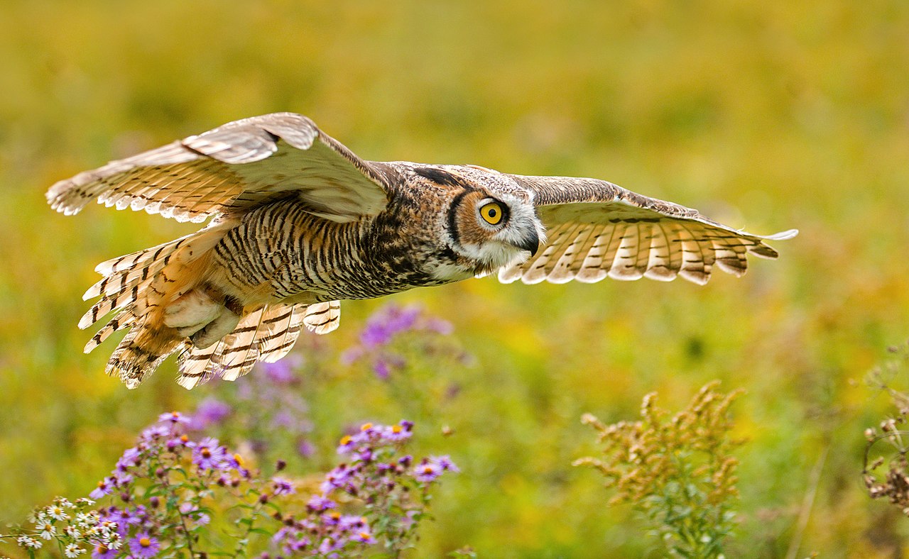 Photograph of a great horned owl hovering over a sun-lit field.