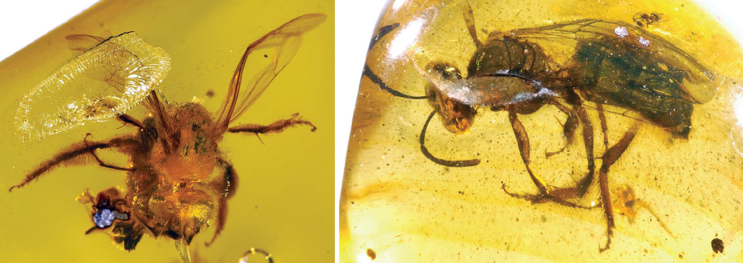 2-Panel figure: Both panels show fossil sweat bees preserved in Miocene Dominican amber.