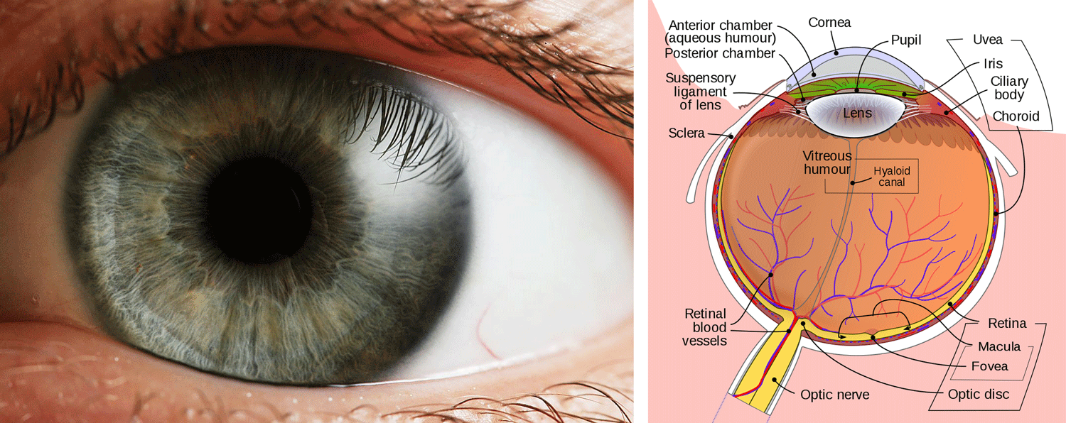 Left: photograph of a human eye, showing details of the iris surrounding the pupil. Right: parts of the human eye, as seen from above.