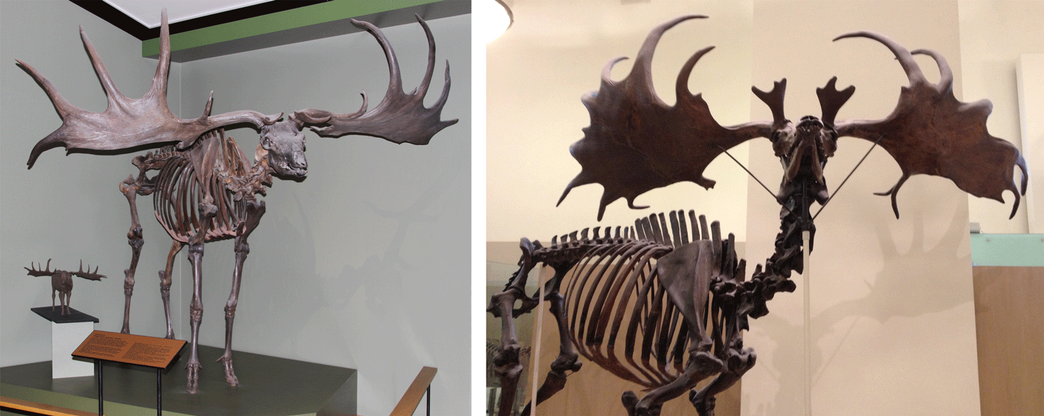 Image shows two different skeletons of Irish Elk.