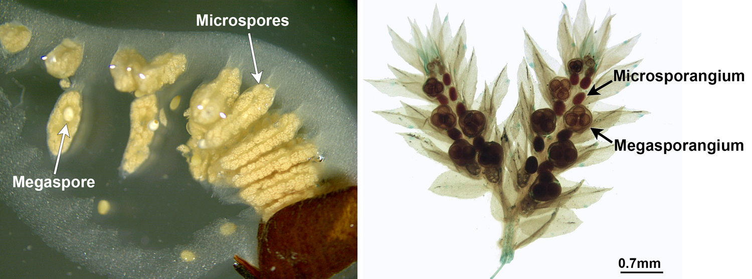 2-Panel Figure. Panel 1: Open sporocarp of water-clover fern with releasing large megaspores and smaller microspores. Panel 2: Spike moss cones with megasporangia containing megasporangia and microsporangia.