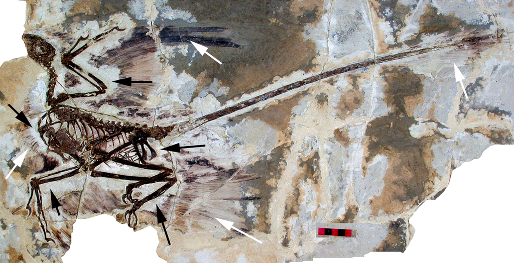 Fossil skeleton of the dinosaur Microraptor, with preserved indications of feathers.
