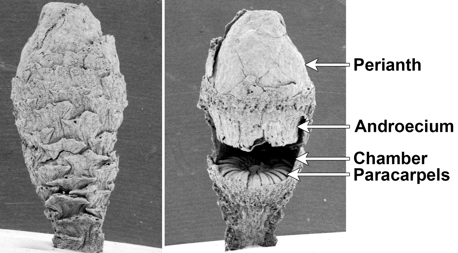 2-Panel figure. Panel 1. Bud of fossil Microvictoria flower. Panel 2. Same bud, partially dissected.