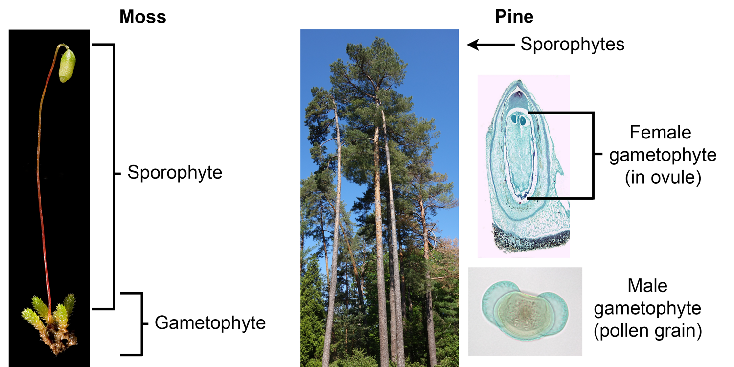 Comparison of the sporophytes and gametophytes of a moss and a pine.