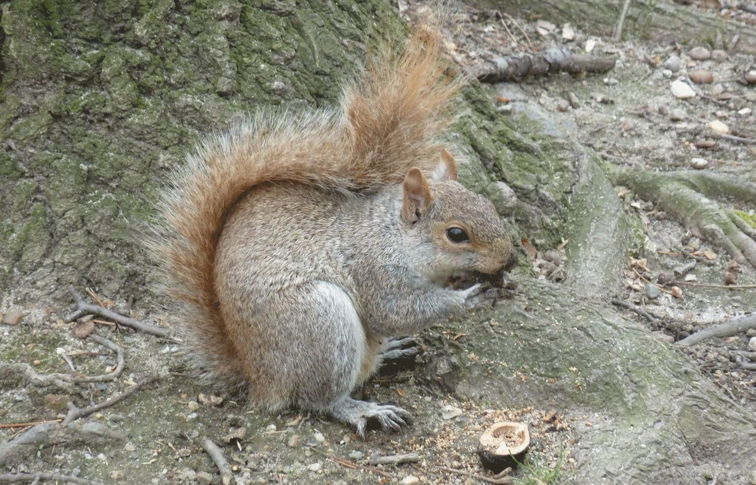 Photograph of a grey squirrel eating a nut.