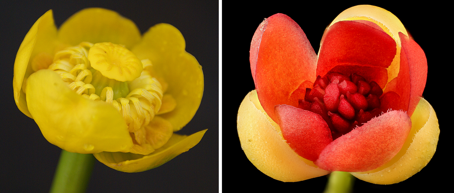 2-Panel Figure. Panel 1 shows a yellow water lily flower. Panel 2 shows a bay starvine flower.
