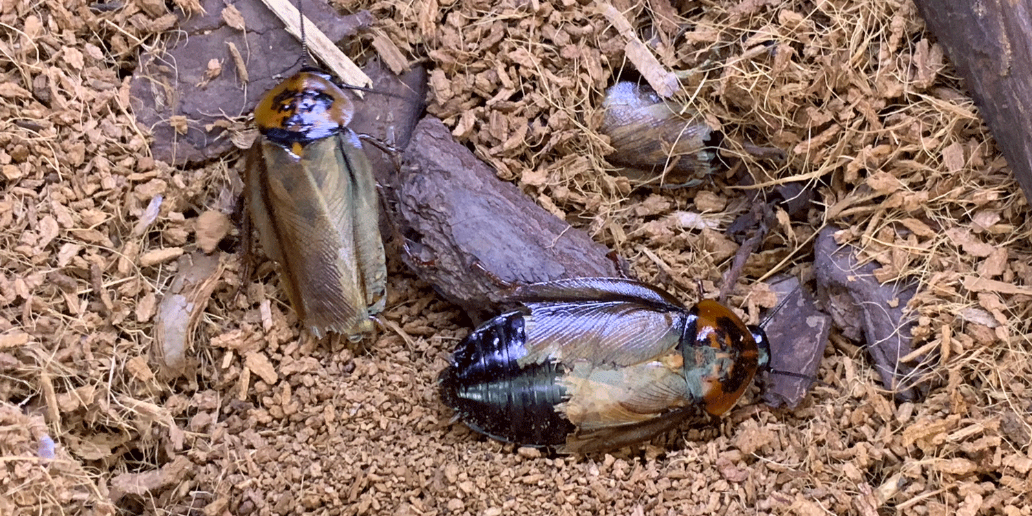 Photograph shows two live specimens of orange head cockroach.