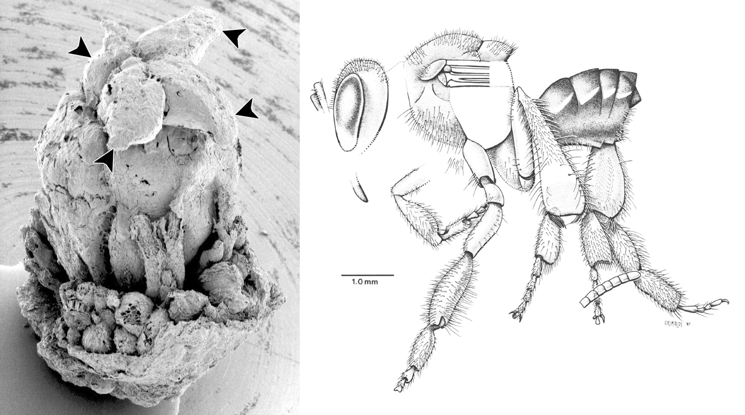 2-Panel figure. Panel 1: Fossil flower of Paleoclusia. Panel 2: Drawing of a fossil stingless bee.