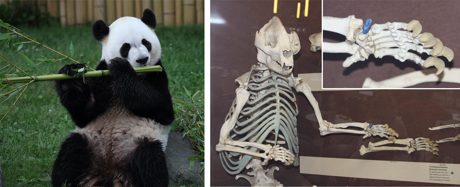 Image showing a photograph of a living panda bear eating bamboo and the skeleton of a panda, highlighting its false thumb.