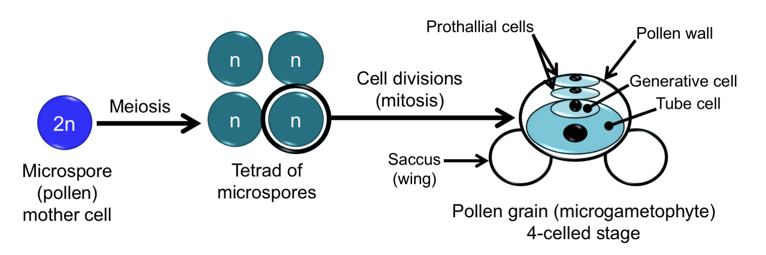 Diagram showing development of a pine pollen grain. A diploid microspore mother cell undergoes meiosis to produce 4 haploid microspores. Each microspore divides to form a pollen grain.