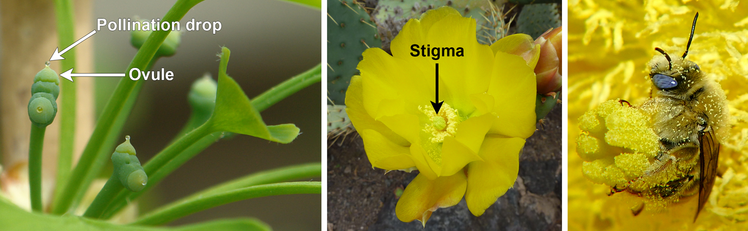 Pollination drops on ginkgo ovules and stigams on a cactus flower.