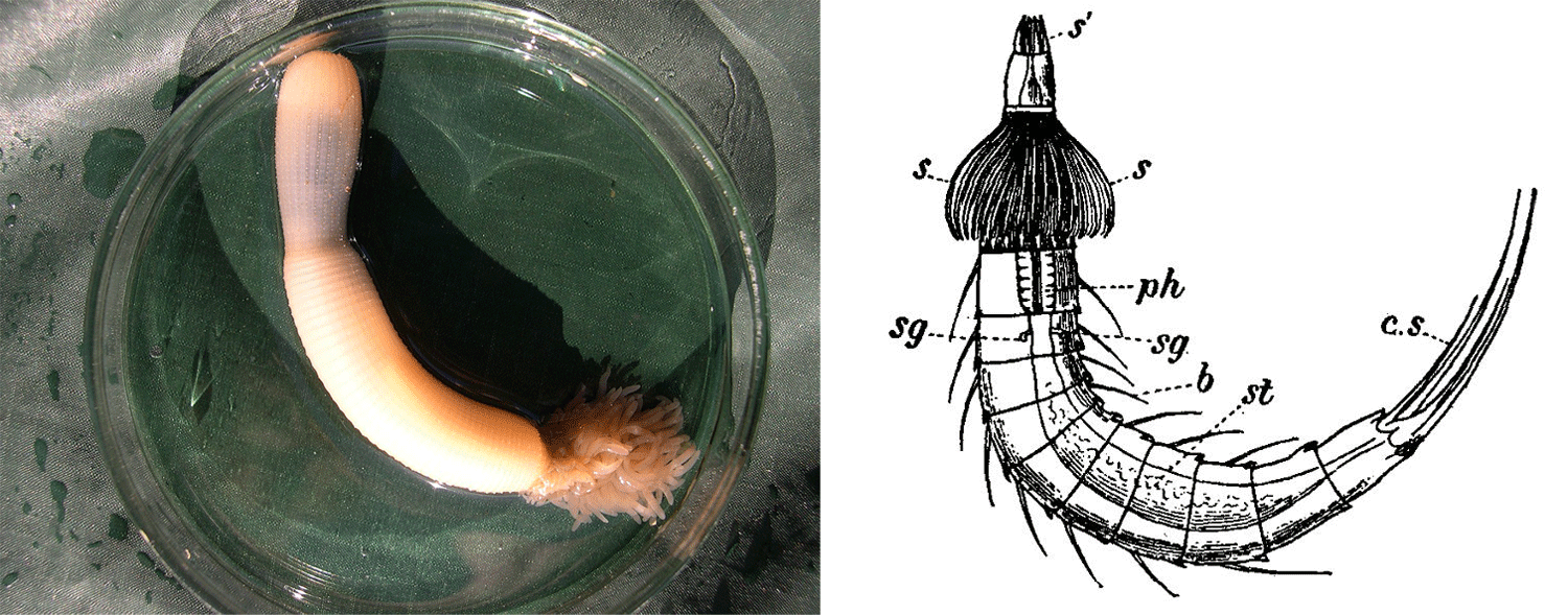 Image shows a photograph of a priapulid and a drawing of a kinorhynch.