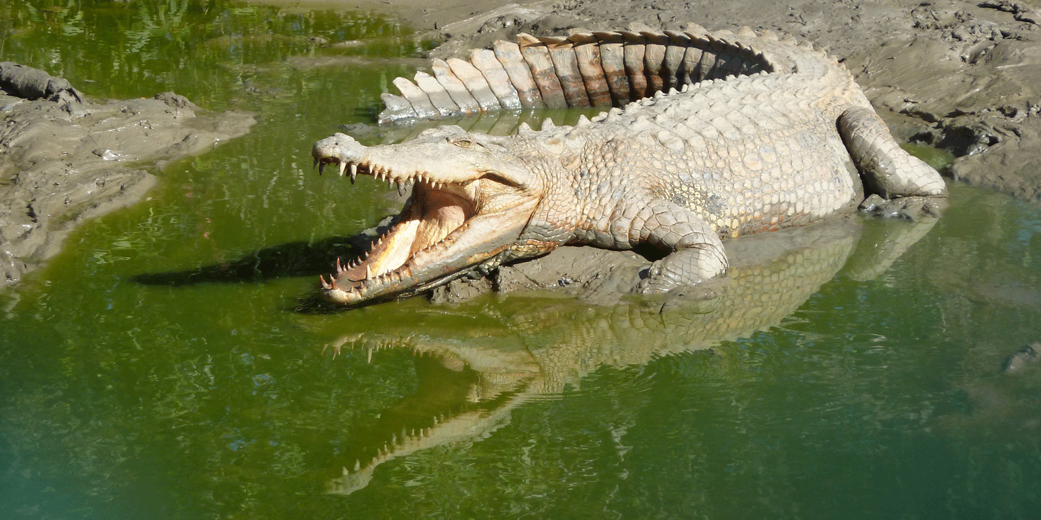 Photograph of a saltwater crocodile basking in the sunlight.
