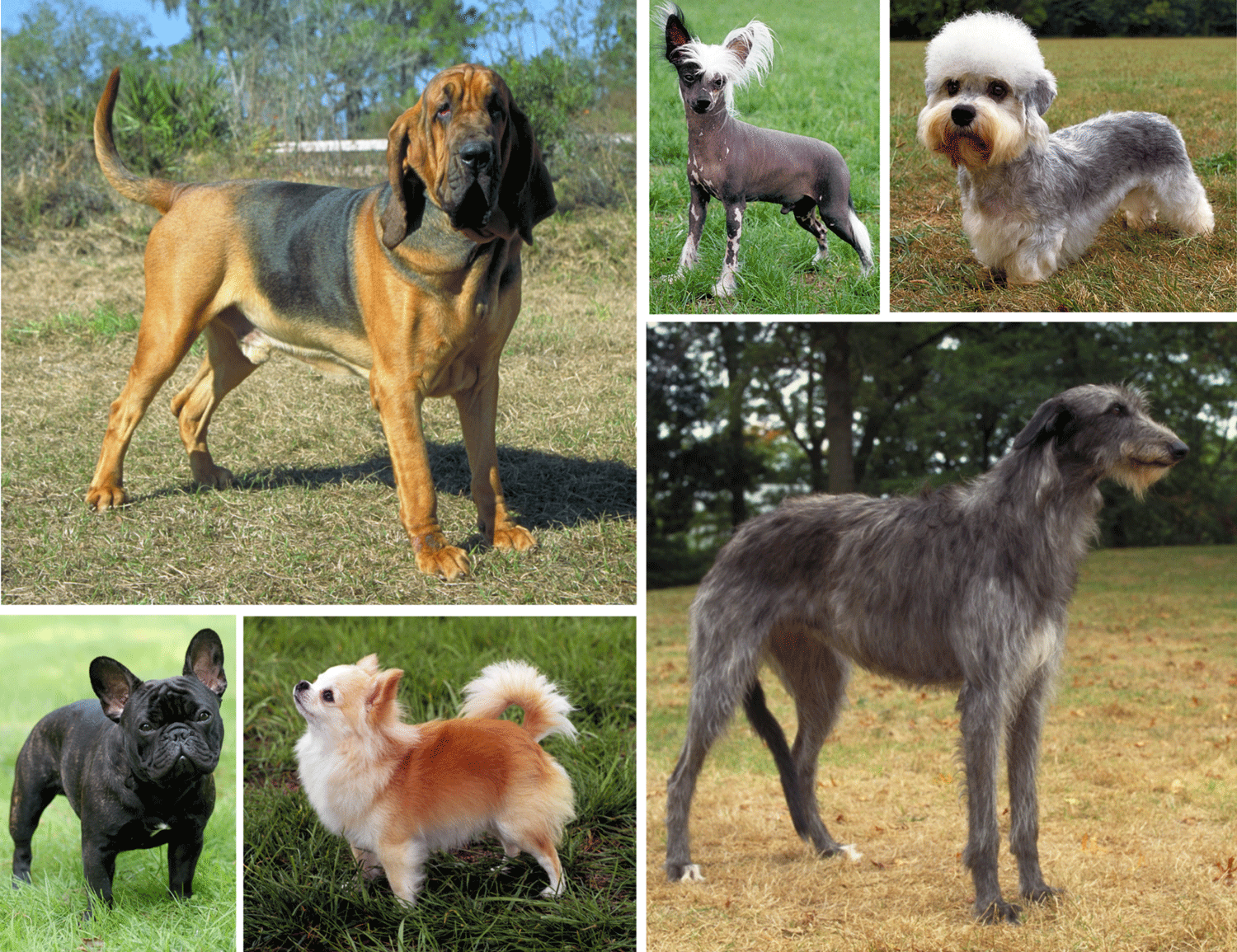 Six photographs showing a small sampling of the diversity of modern dog breeds.