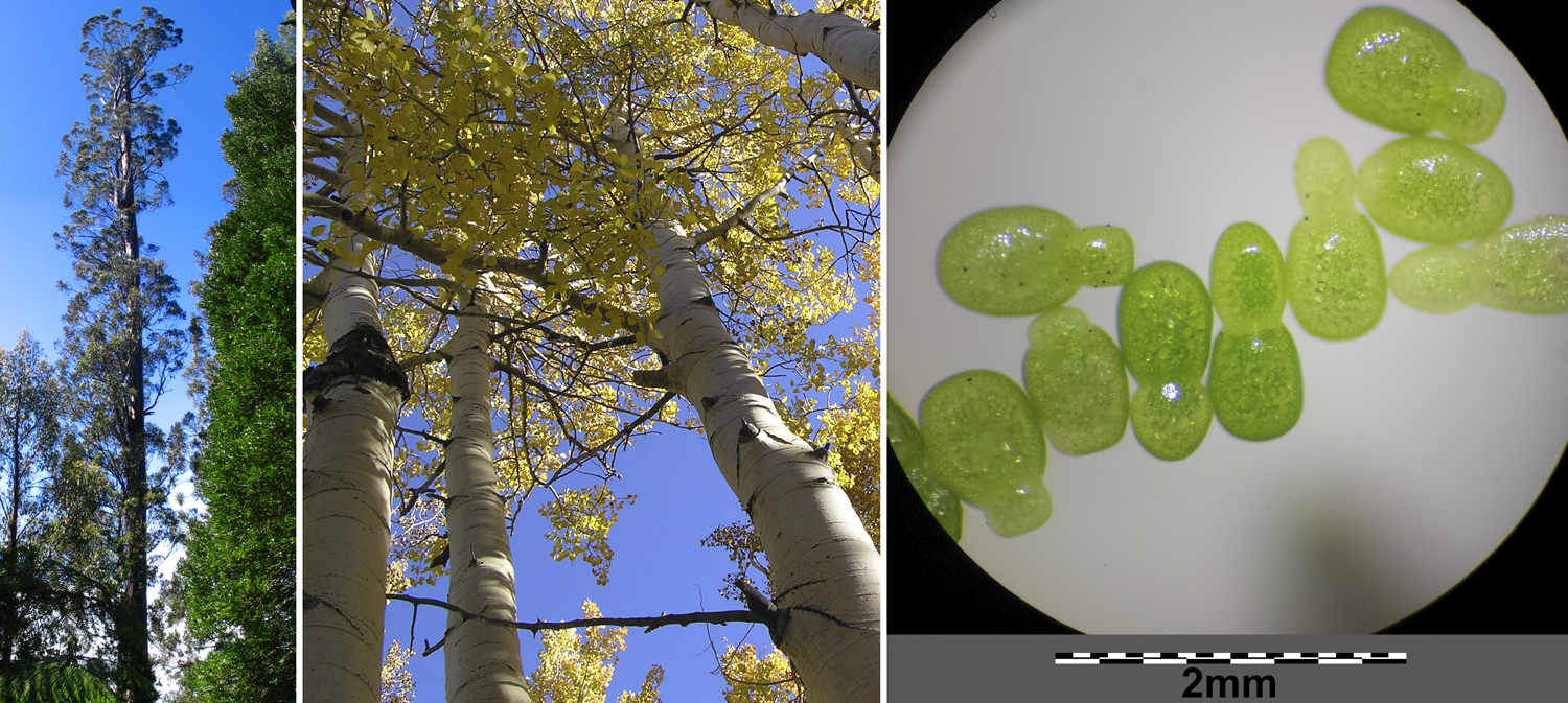 3-Panel figure. Panel 1: Centurion, the tallest angiosperm. Panel 2: Pando, the largest angiosperm. Panel 3. Water meal, the smallest angiosperm.