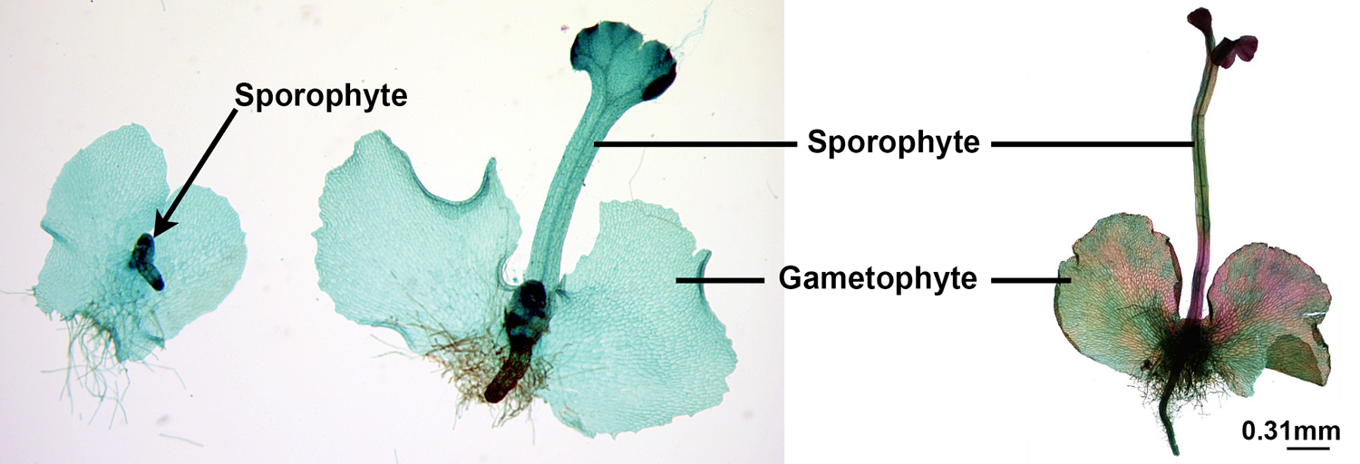 Fern gametophytes with developing sporophytes attached to them.