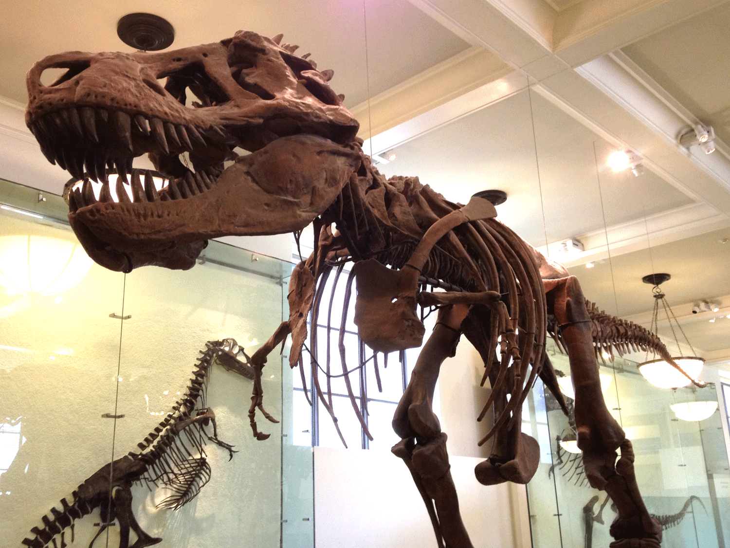 Photograph of a T. rex skeleton at the American Museum of Natural History
