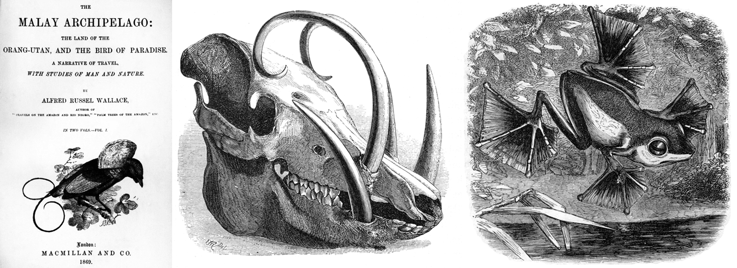 The title page of Wallace's 1869 book "The Malay Archipelago," along with two images from inside the book, the skull deer-pig (Babirusa) and Wallace's flying frog (Rhacophorus nigropalmatus). 