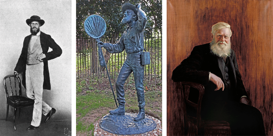 Alfred Wallace during different stages of his life. Left: photograph of Wallace during middle age, taken in Singapore in 1862. Middle: bronze statue of Wallace, showing him as a field naturalist (ca. 1859); statue created by Anthony Smith. Right: portrait of Wallace as an older man (by John William Beaufort).