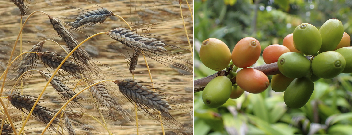 2-Panel figure: Panel 1: Emmer wheat. Panel 2: Coffee cherries on a coffee plant.