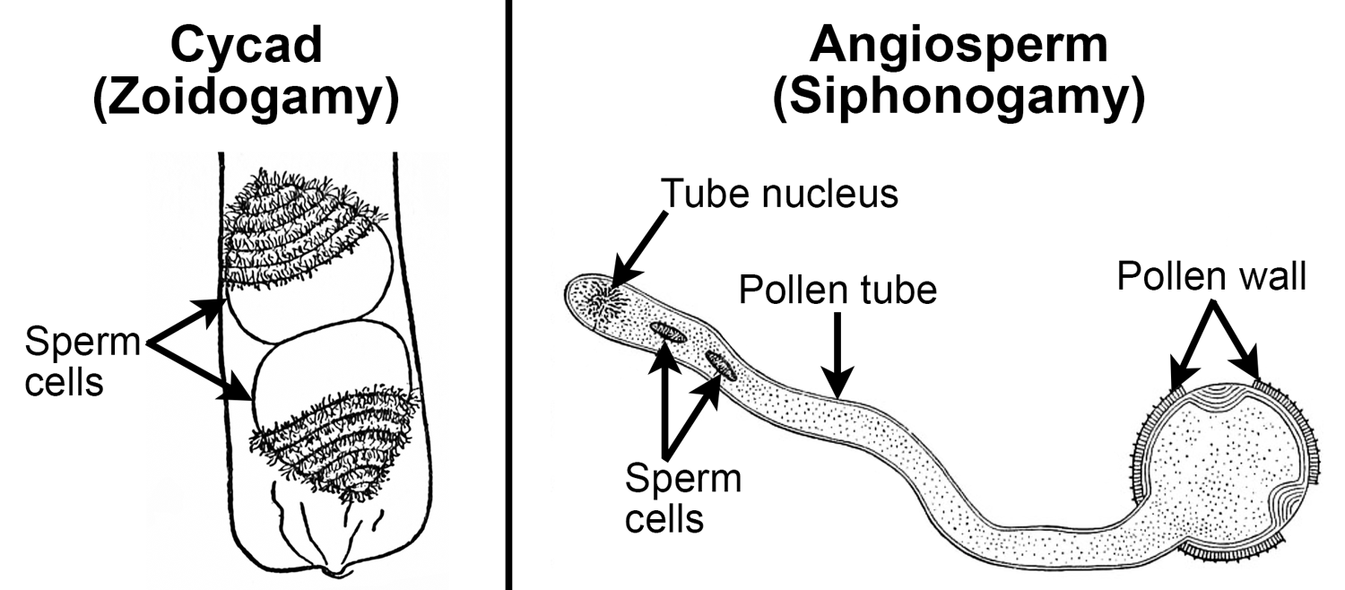 2-Panel figure. Panel 1: Two flagellated cycad sperm cells in pollen grain. Panel 2: Angiosperm pollen grain with long pollen tube and two nonmotile sperm cells.