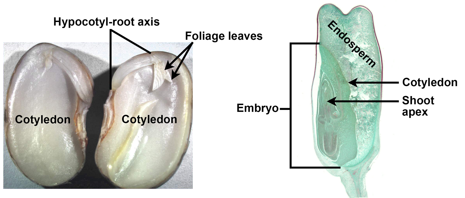 2-Panel figure showing longitudinal sections of seed containing embryos. Panel 1. Bean embryo with two cotyledons. Panel 2. Corn seed with copious endosperm.