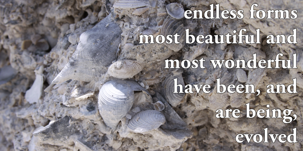 Photograph of a fossil shell deposit with quote from Darwin "endless forms most beautiful and most wonderful have been, and are being, evolved."