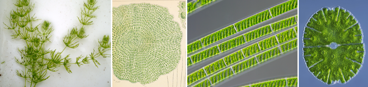 4-Panel figure. Panel 1: Chara, the stonewort, showing whorled branches. Panel 2: Coleochaete, a thalloid alga. Panel 3: Filaments of Spirogyra. Panel 4: A single-celled alga, Micrasterias.