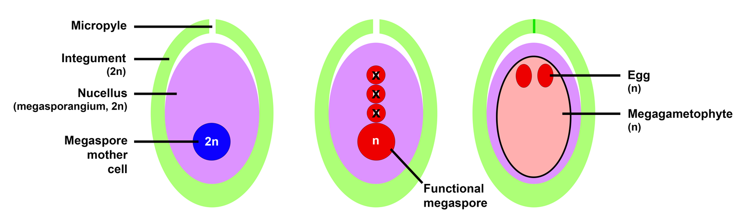 Stages of ovule development typical of gymnosperms: 1. Immature ovule with megaspore mother cell. 2. Ovule after meiosis, with one functional megaspore. 3. Ovule containing a mature megagametophyte with eggs.