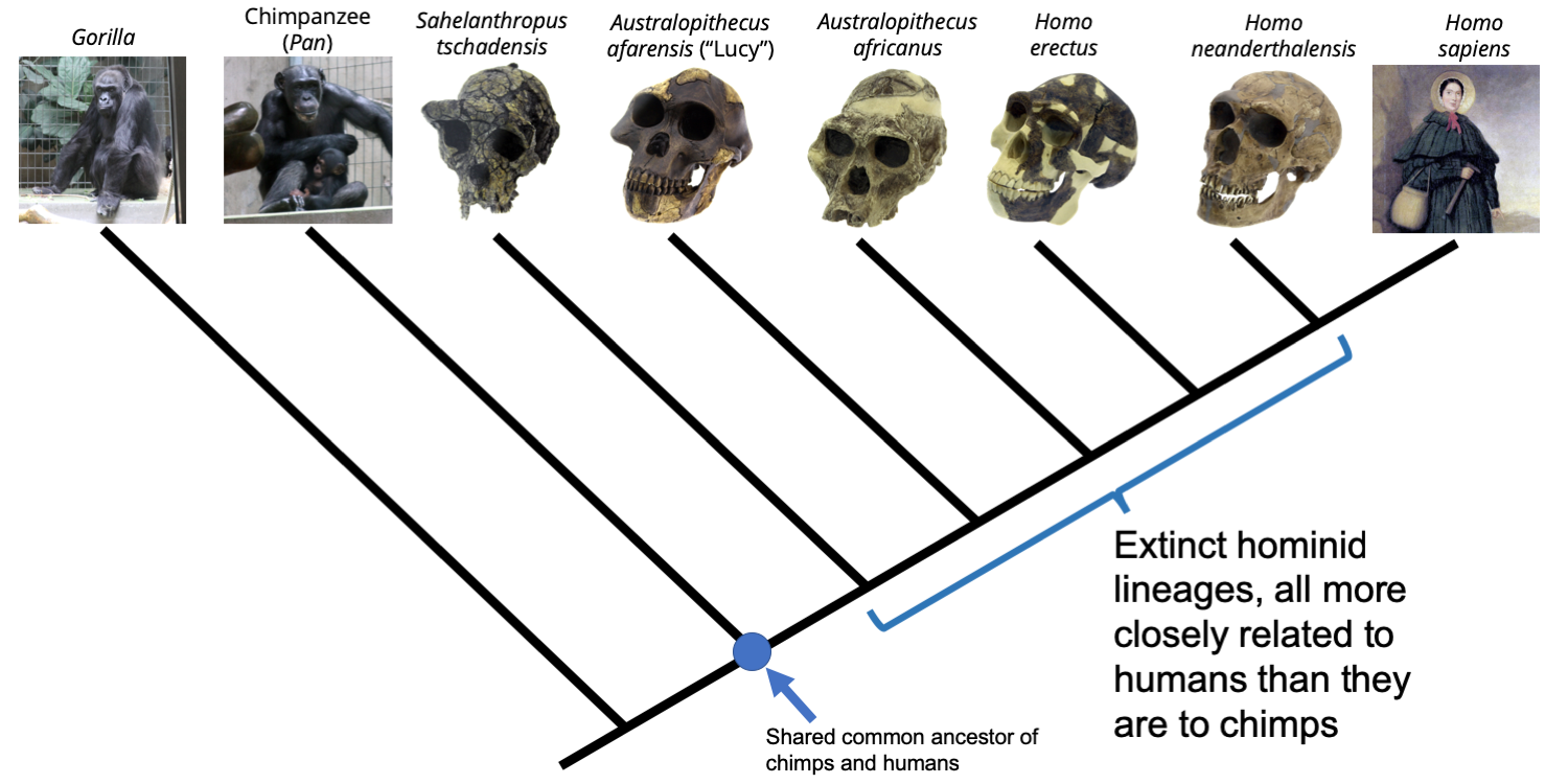 Phylogenetic tree depicting the relationships between gorillas, chimpanzees, humans (depicted by 19th century paleontologist Mary Anning); and human-like relatives. The position of the shared common ancestor is indicated, as are the lineages of extinct hominids that are more closely related to humans than they are to chimps.