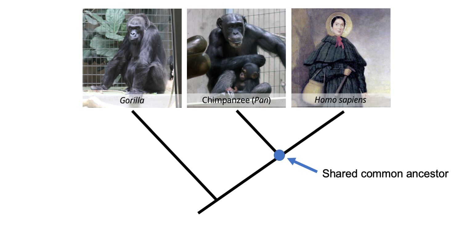 A phylogenetic tree depicting the relationships between a gorilla, a chimpanzee, and a human (19th century paleontologist Mary Anning), with an indication of the position of the shared common ancestor of chimps and humans.