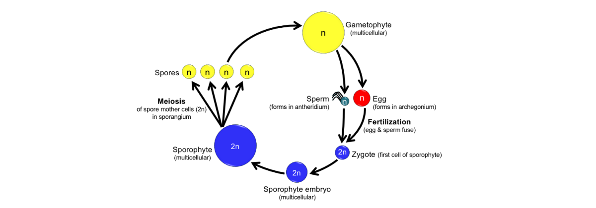 Diagram showing the life cycle of a land plant, discussed on this page.