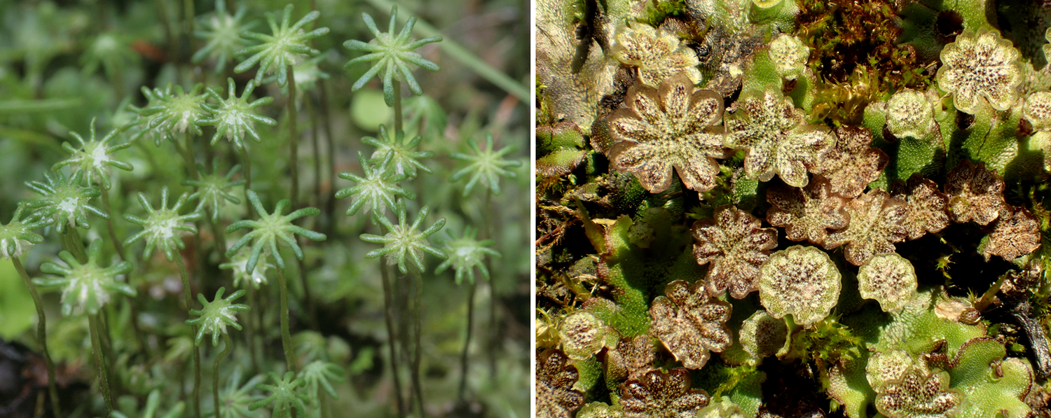 2-Panel figure. Panel 1: Female gametophyte of umbrella liverwort. Panel 2: Male gametophyte of umbrella liverwort.