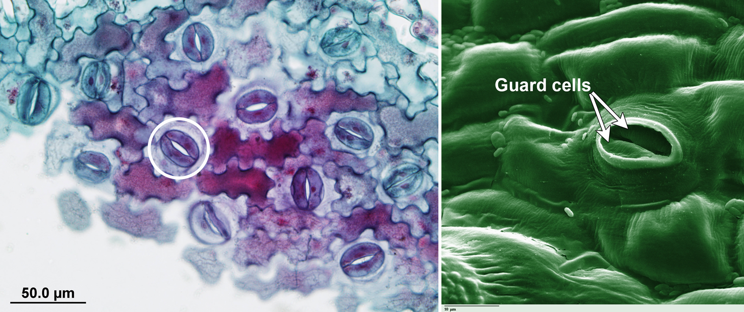 Light micrograph and scanning electron micrograph showing stomata, or pores, and surrounding, kidney-shaped guard cells on angiosperm leaves.